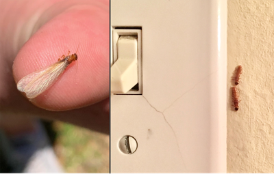 Termite Infestations – Knows What Type of Termite You Have in Your House