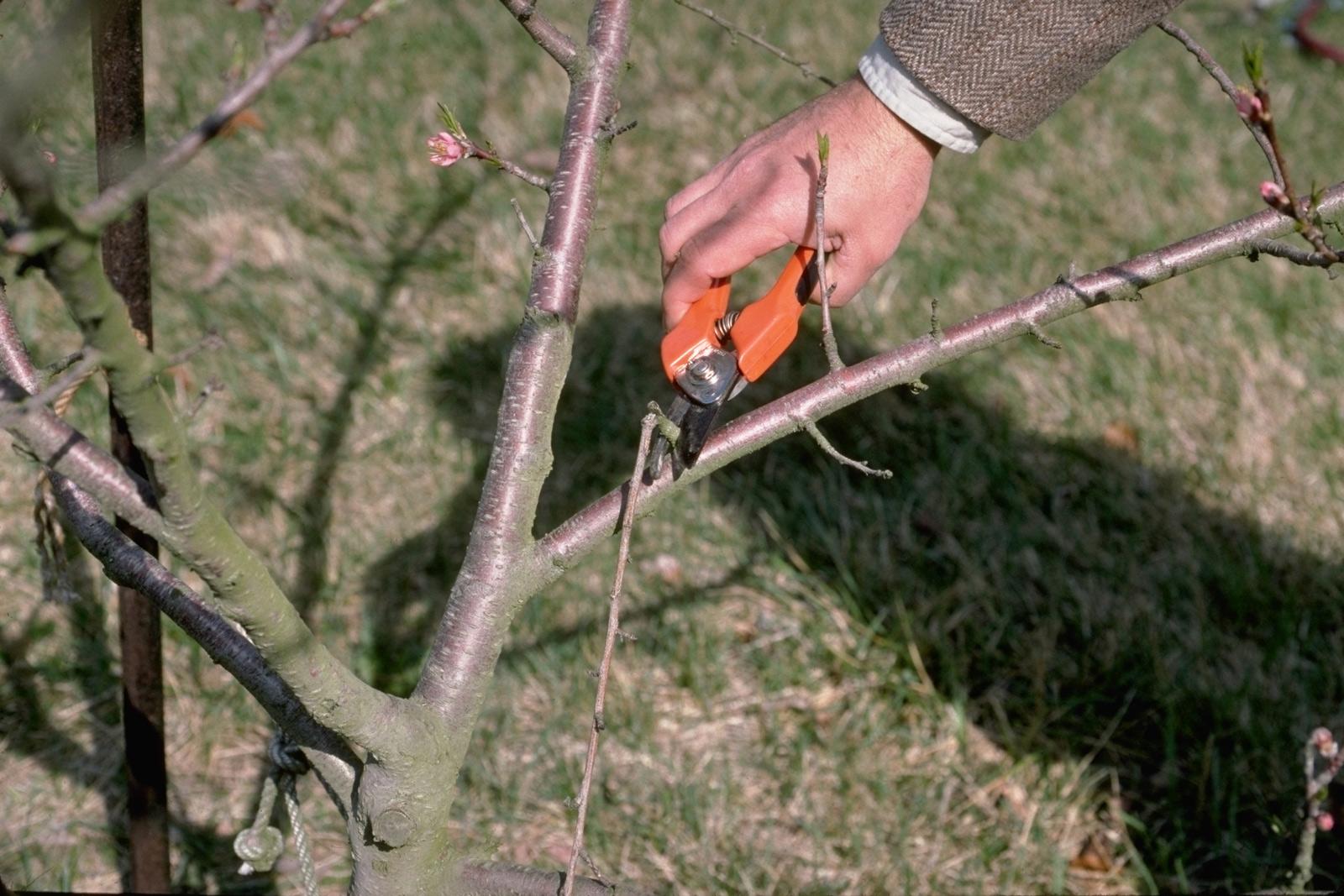 The Importance of Tree Pruning
